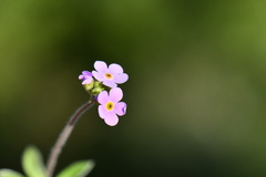 Androsace lanuginosa