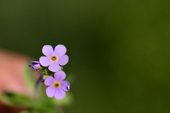 Androsace lanuginosa