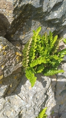 Asplenium marinum