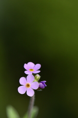 Androsace lanuginosa