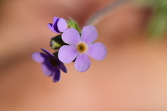 Androsace lanuginosa