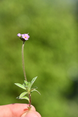 Androsace lanuginosa