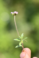 Androsace lanuginosa