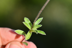 Androsace lanuginosa