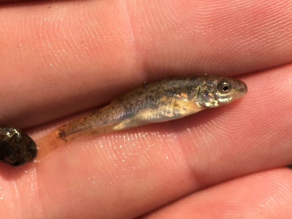 Tahoe sucker (Catostomus tahoensis) — Catostomidae