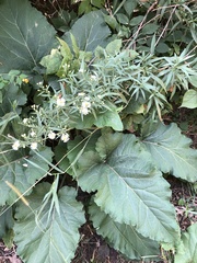 Symphyotrichum lanceolatum