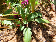 Diascia capensis