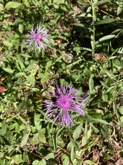 Centaurea jacea