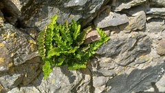 Asplenium marinum