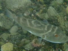 Sphoeroides annulatus