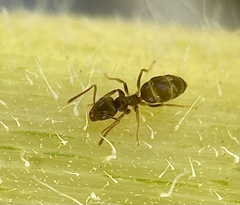 Lasius neoniger