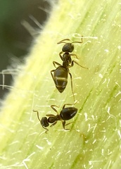 Lasius neoniger