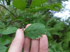 Phytomyza ilicis group