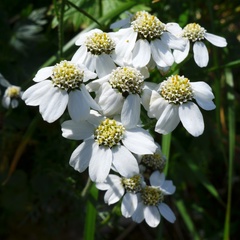 Achillea atrata