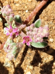 Caryophyllales