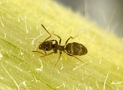 Lasius neoniger