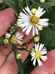 Symphyotrichum lanceolatum