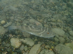 Sphoeroides annulatus