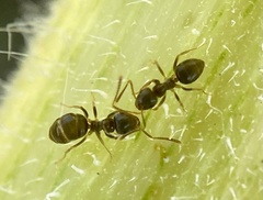 Lasius neoniger
