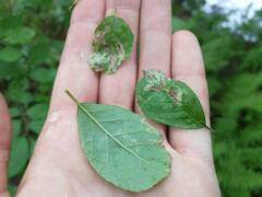 Phytomyza ilicis group