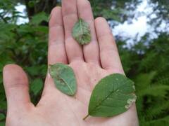 Phytomyza ilicis group