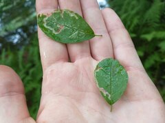 Phytomyza ilicis group