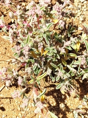 Caryophyllales