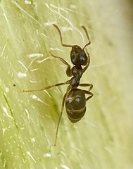 Lasius neoniger