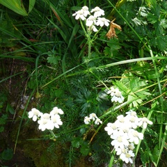 Achillea atrata