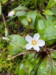 Claytonia