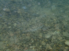 Sphoeroides annulatus