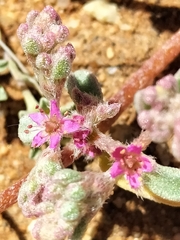 Caryophyllales