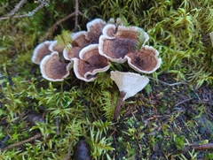 Phellodon tomentosus