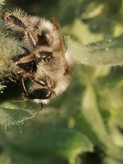 Bombus veteranus