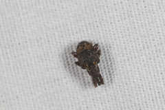 Conotrachelus aratus