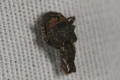 Conotrachelus aratus