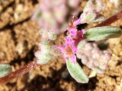 Caryophyllales