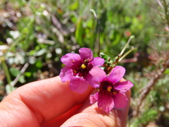 Diascia capensis