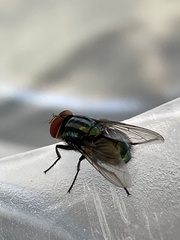 Compsomyiops callipes