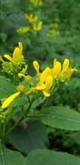 Verbesina occidentalis