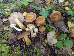 Armillaria