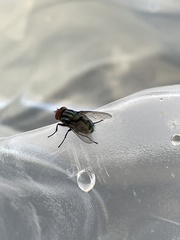 Compsomyiops callipes