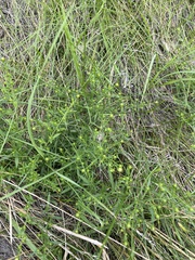 Ranunculus sceleratus