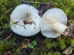 Lactarius resimus