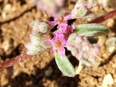 Caryophyllales