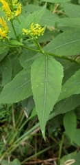 Verbesina occidentalis