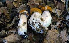 Boletus nobilissimus