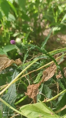 Carduus crispus