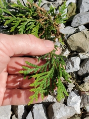 Thuja occidentalis