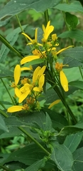 Verbesina occidentalis